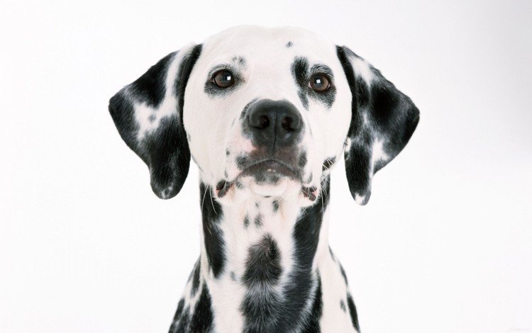 взгляд, собака, далматин, пятнышки, долматинец, look, dog, dalmatian, spots, dolmatinets