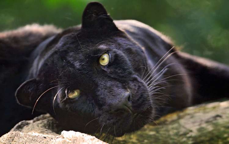 морда, взгляд, хищник, большая кошка, пантера, черный ягуар, face, look, predator, big cat, panther, black jaguar
