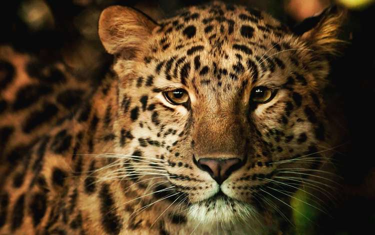 морда, взгляд, леопард, хищник, большая кошка, face, look, leopard, predator, big cat