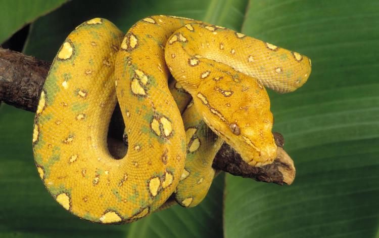 ветка, желтый, змея, питон, рептилия, пресмыкающиеся, древесный питон, branch, yellow, snake, python, reptile, reptiles