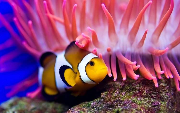 клоун, рыбка, подводный мир, clown, fish, underwater world