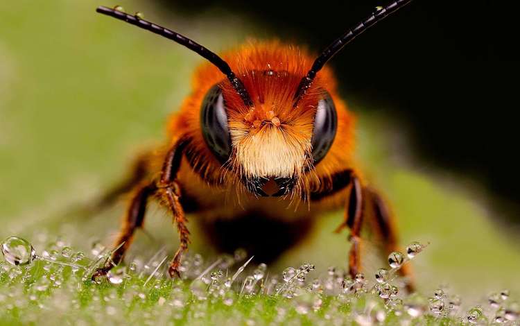 насекомые, пчела, капельки росы, муровей, крупным планом, insects, bee, drops of dew, moores, closeup
