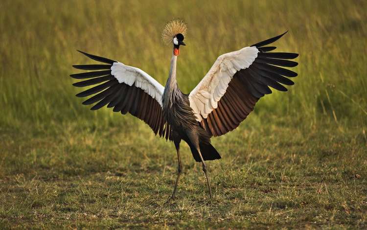 птица, венценосный журавль, bird, crowned crane