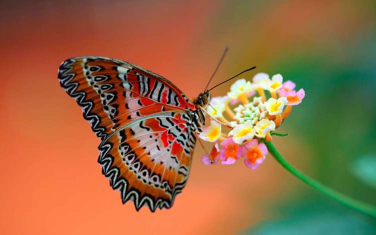 макро, насекомое, цветок, бабочка, крылья, пыльца, нектар, macro, insect, flower, butterfly, wings, pollen, nectar