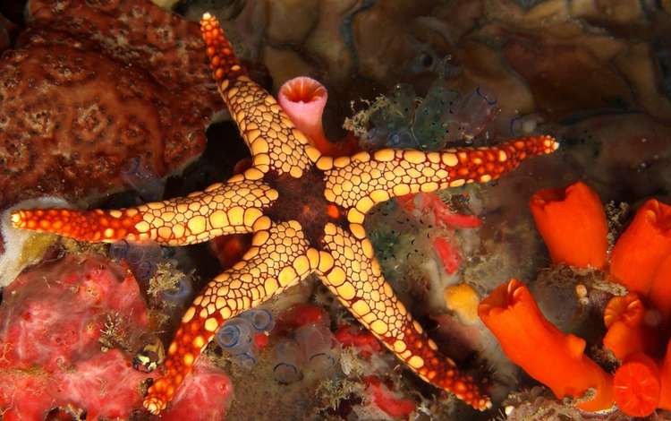 морская звезда, риф, подводный мир, starfish, reef, underwater world