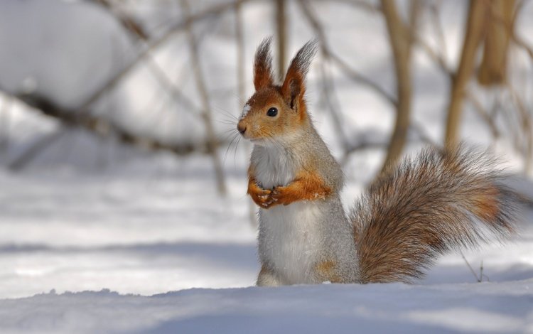 снег, лес, белочка, snow, forest, squirrel
