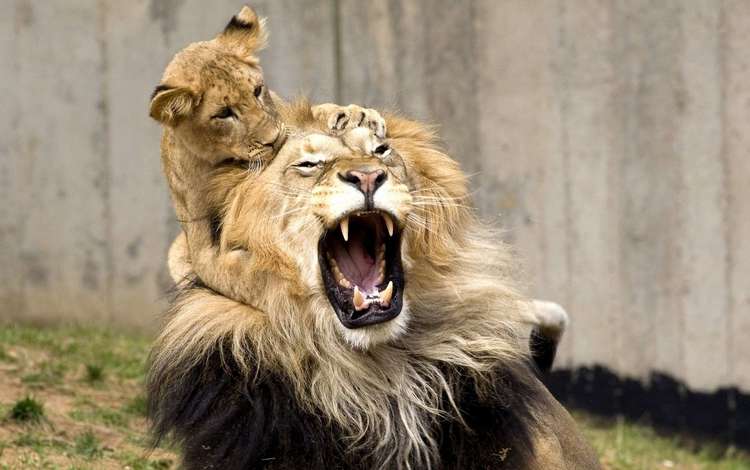 игра, львы, лев, оскал, львёнок, детеныш, the game, lions, leo, grin, lion, cub