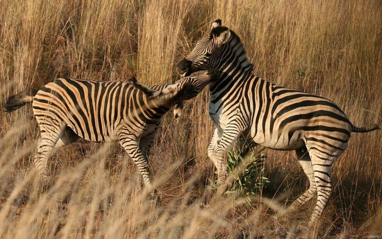 зебра, пара, саванна, зебры, сухая трава, zebra, pair, savannah, dry grass