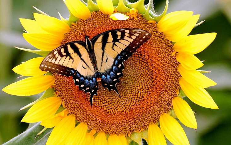 бабочка, подсолнух, butterfly, sunflower