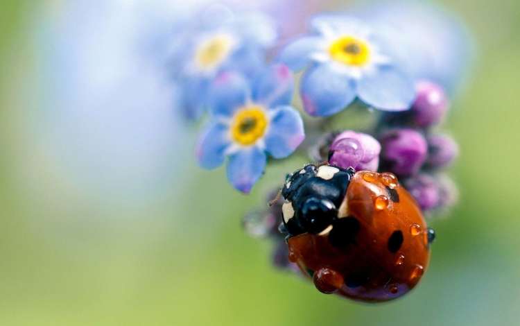 жук, цветок, капли, насекомые, божья коровка, незабудка, beetle, flower, drops, insects, ladybug, forget-me-not