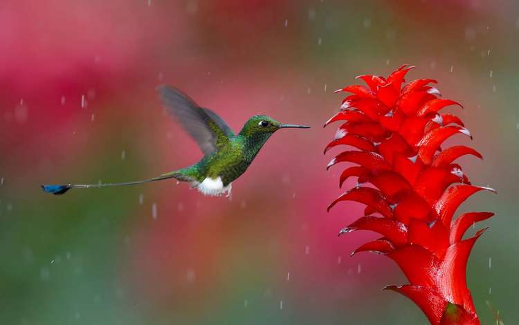 цветок, птица, клюв, дождь, перья, колибри, flower, bird, beak, rain, feathers, hummingbird
