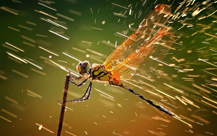насекомое, крылья, брызги, стрекоза, капли дождя, insect, wings, squirt, dragonfly, raindrops