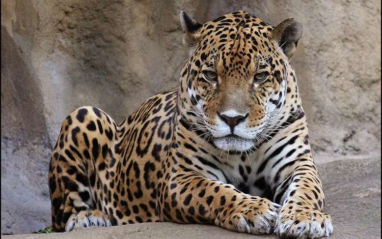 морда, взгляд, леопард, хищник, ягуар, дикая кошка, face, look, leopard, predator, jaguar, wild cat