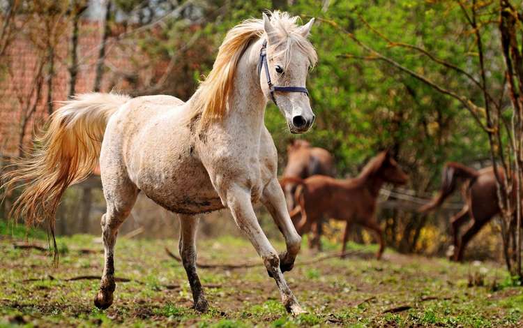 лошадь, конь, грива, бег, копыта, horse, mane, running, hooves