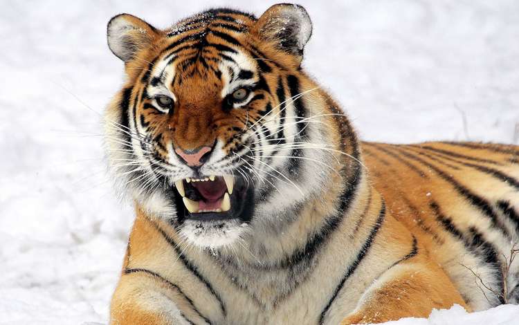 тигр, снег, хищник, tiger, snow, predator
