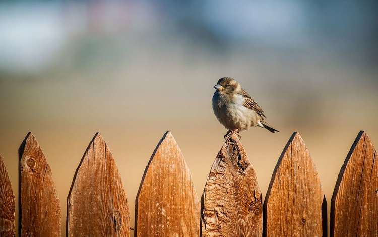 забор, птица, воробей, the fence, bird, sparrow