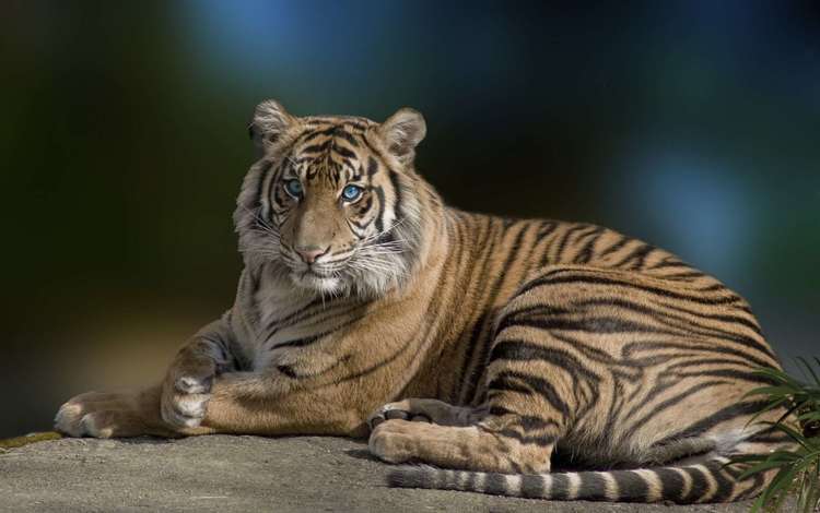 тигр, лежит, хищник, большая кошка, красивый, голубые глаза, грация, tiger, lies, predator, big cat, beautiful, blue eyes, grace