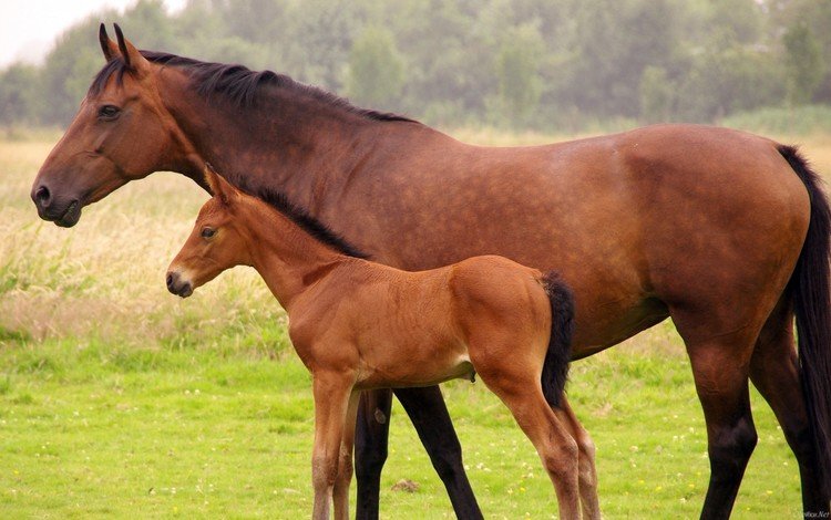 лошадь, трава, лошади, кони, жеребенок, horse, grass, horses, foal