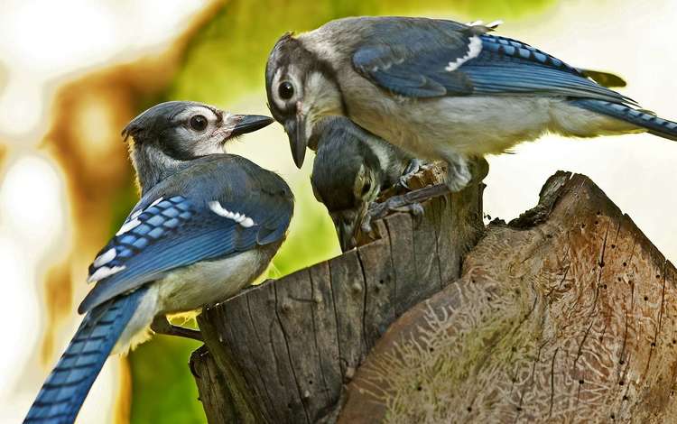птицы, птица, клюв, перья, птенцы, сойка, голубая сойка, birds, bird, beak, feathers, chicks, jay, blue jay