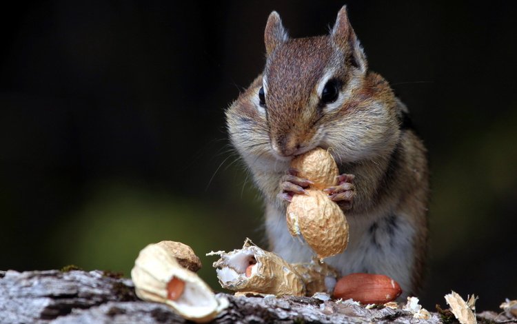 орехи, животное, зверек, скорлупа, арахис, бурундук, грызун, nuts, animal, shell, peanuts, chipmunk, rodent