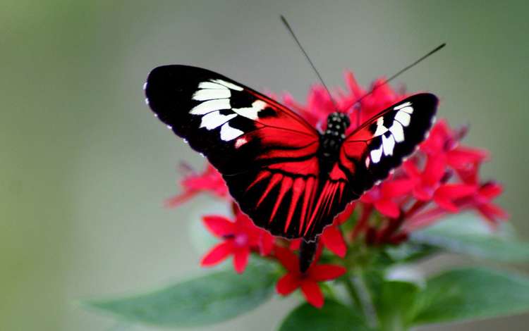 цветок, бабочка, flower, butterfly