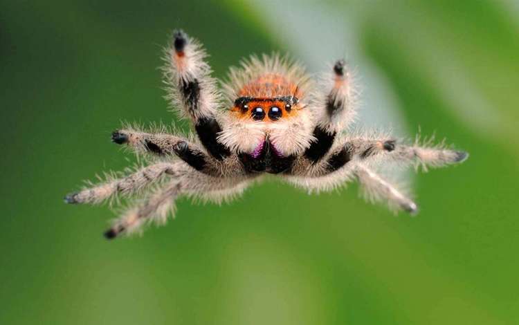 паук, spider