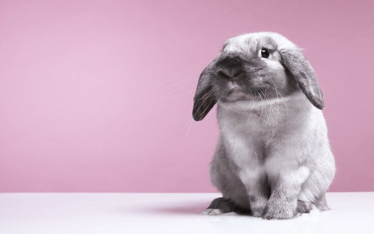 фон, кролик, заяц, background, rabbit, hare