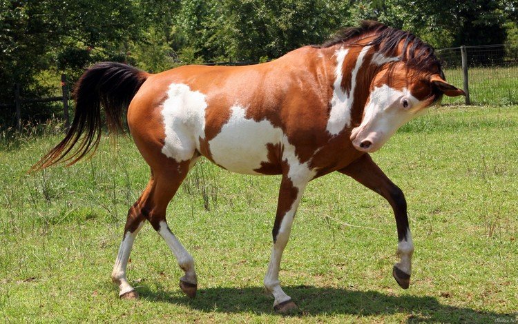 лошадь, конь, жеребец, horse, stallion
