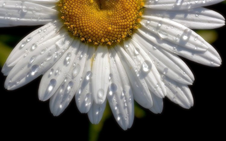 цветок, капли, ромашка, половина, flower, drops, daisy, half