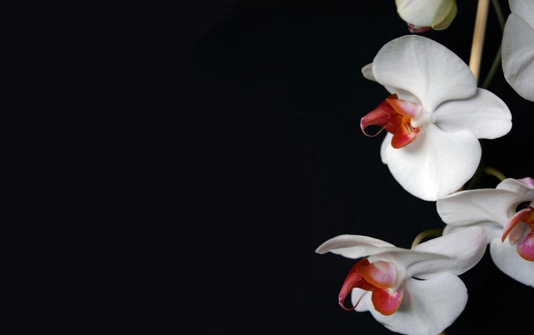 цветы, темный фон, белая, орхидея, flowers, the dark background, white, orchid