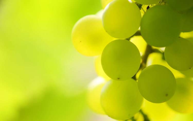 свет, макро, виноград, гроздь, виноградная гроздь, light, macro, grapes, bunch, a bunch of grapes
