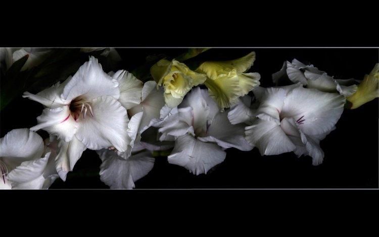 гладиолусы, цветы в рамке, gladiolus, the flowers in the frame