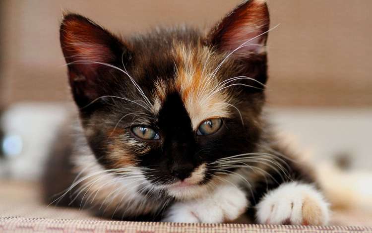кошка, взгляд, котенок, мордашка, трехцветный, cat, look, kitty, face, tri-color
