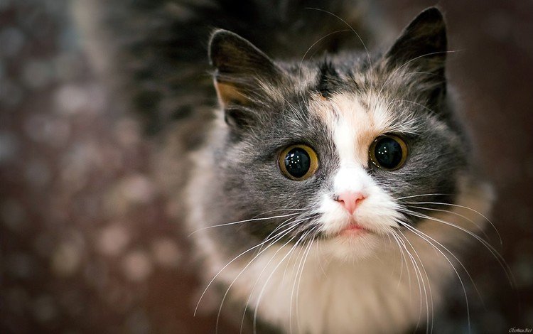 глаза, кот, мордочка, усы, кошка, взгляд, eyes, cat, muzzle, mustache, look