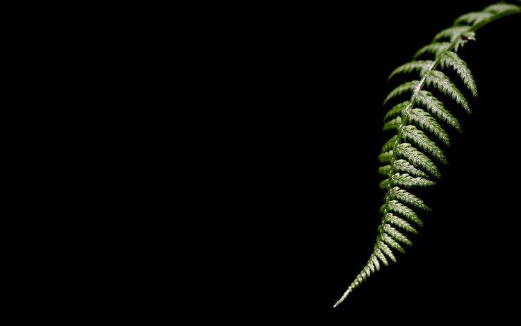 темный фон, лист папоротника, the dark background, fern