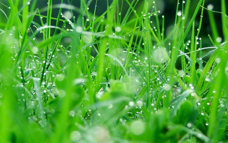 трава, природа, зелень, роса, капли, grass, nature, greens, rosa, drops