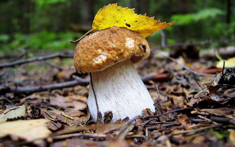 лес, осень, лист, гриб, грибок, белый гриб, боровик, forest, autumn, sheet, mushroom, fungus, white mushroom, borovik