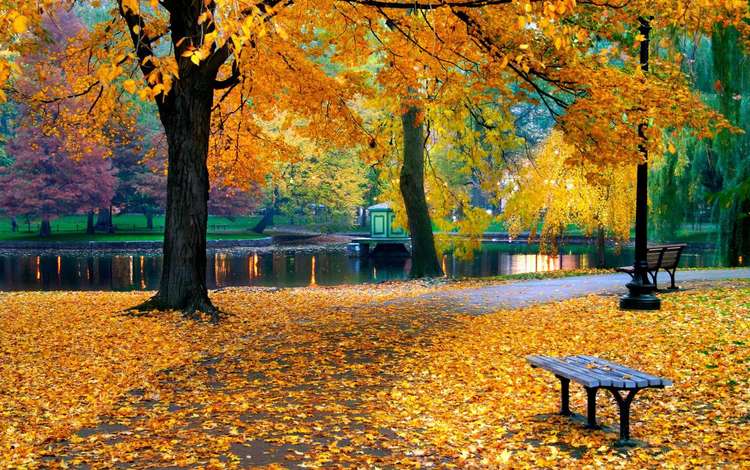 деревья, листья, парк, осень, скамейка, пруд, листопад, trees, leaves, park, autumn, bench, pond, falling leaves