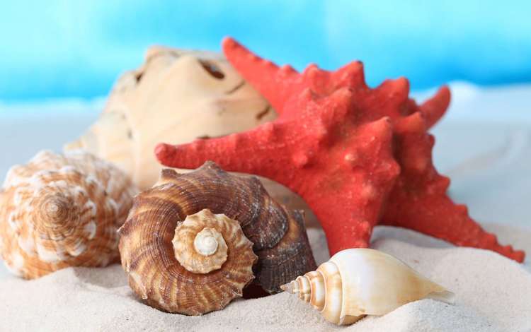 макро, песок, пляж, ракушки, морская звезда, раковины, macro, sand, beach, shell, starfish
