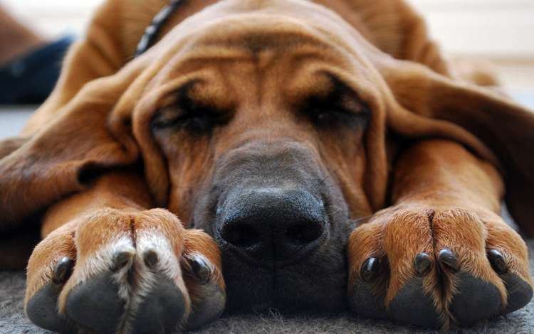 морда, лапы, сон, собака, спит, нос, бассет, бладхаунд, face, paws, sleep, dog, sleeping, nose, bassett, the bloodhound
