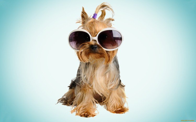 очки, собака, щенок, прическа, йоркширский терьер, glasses, dog, puppy, hairstyle, yorkshire terrier