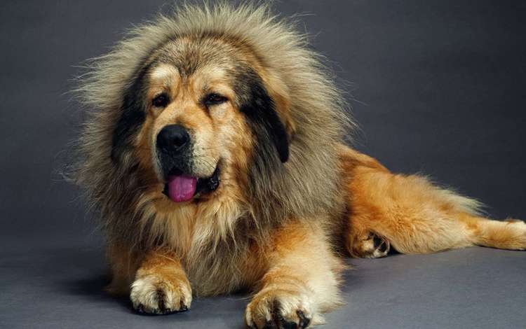 собака, лежит, язык, мастиф, тибетский, dog, lies, language, mastiff, tibetan