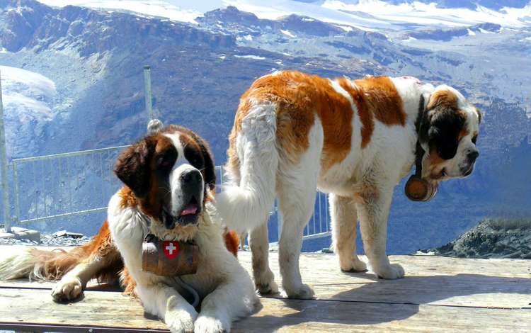 горы, снег, спасатели, собаки, две, сенбернар, mountains, snow, rescuers, dogs, two, st. bernard
