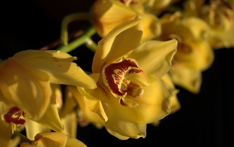 для рабочего стола, желтые орхидеи, for your desktop, yellow orchid