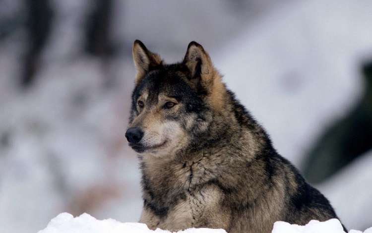 снег, природа, зима, хищник, волк, snow, nature, winter, predator, wolf