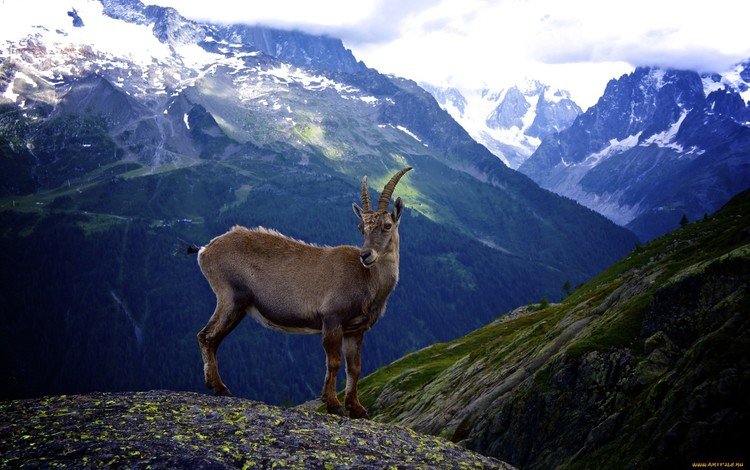 горы, животные, коза, рога, козел, козы, горный козел, mountains, animals, goat, horns, goats, mountain goat