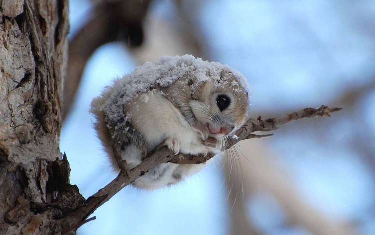 снег, дерево, зима, животное, зверек, белочка, белка-летяга, летяга, snow, tree, winter, animal, squirrel, flying squirrel