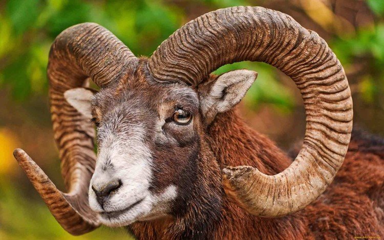 животное, рога, снежный, баран, bighorn sheep, муфлон, горный баран, animal, horns, snow, ram, mouflon