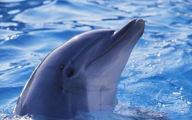 вода, животные, дельфин, подводный мир, water, animals, dolphin, underwater world