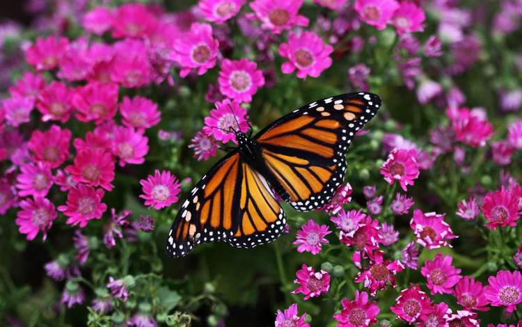 цветы, макро, цветок, бабочка, насекомые, маргаритки, монарх, flowers, macro, flower, butterfly, insects, daisy, monarch